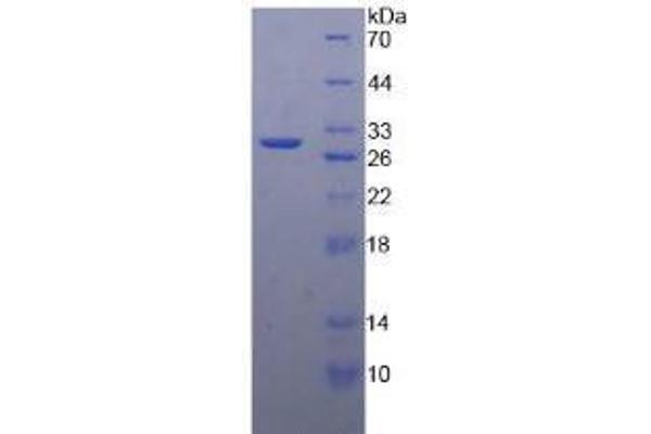 MMP24 蛋白