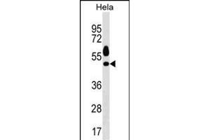 Mouse Sgk1 Antibody (C-term) (ABIN1537130 and ABIN2850307) western blot analysis in Hela cell line lysates (35 μg/lane). (SGK1 抗体  (C-Term))