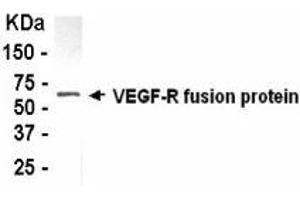 Western Blotting (WB) image for anti-VEGF-R2 (AA 51-119) antibody (ABIN2467903) (VEGF-R2 (AA 51-119) 抗体)