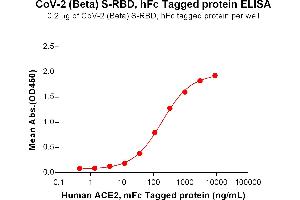 ELISA plate pre-coated by 2 μg/mL (100 μL/well) SARS-CoV-2 (Beta) S protein RBD, hFc Tag (ABIN7455404, ABIN7490625 and ABIN7490627) can bind Human Protein, mFc Tag (ABIN6961130, ABIN7042289 and ABIN7042290) in a linear range of 12. (SARS-CoV-2 Spike Protein (B.1.351 - beta, RBD) (Fc Tag))