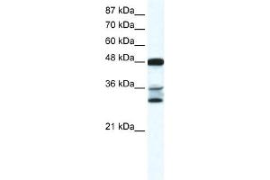 WB Suggested Anti-TNFSF10 Antibody Titration:  0. (TRAIL 抗体  (N-Term))