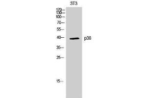 Western Blotting (WB) image for anti-Mitogen-Activated Protein Kinase 14 (MAPK14) (Ser272) antibody (ABIN3186257) (MAPK14 抗体  (Ser272))