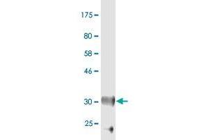 Western Blot detection against Immunogen (36. (MFRP 抗体  (AA 480-579))