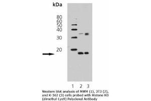 Image no. 1 for anti-Histone 3 (H3) (H3K9me2) antibody (ABIN363922) (Histone 3 抗体  (H3K9me2))