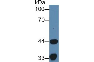 Western Blot; Sample: Porcine Skeletal muscle lysate; Primary Ab: 1µg/ml Rabbit Anti-Human HADH Antibody Second Ab: 0. (HADH 抗体  (AA 1-236))