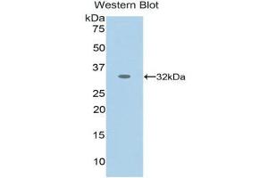 Western Blotting (WB) image for anti-Nestin (NES) (AA 178-399) antibody (ABIN1859982) (Nestin 抗体  (AA 178-399))