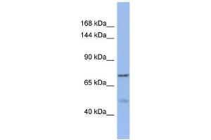 Western Blotting (WB) image for anti-KAT8 Regulatory NSL Complex Subunit 1-Like (KANSL1L) (C-Term) antibody (ABIN2490488) (KANSL1L 抗体  (C-Term))