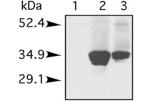 The blot shows the antibody reacting against porcine Histone H1. (Histone 1 抗体)