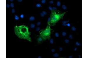 Anti-PFKP mouse monoclonal antibody (ABIN2455338) immunofluorescent staining of COS7 cells transiently transfected by pCMV6-ENTRY PFKP (RC200673). (PFKP 抗体)