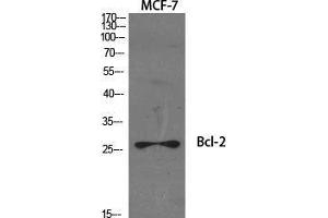 Western Blot (WB) analysis of specific cells using Bcl-2 Polyclonal Antibody. (Bcl-2 抗体  (Ser168, Ser170))