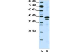 Western Blotting (WB) image for anti-Cytosolic Iron-Sulfur Protein Assembly 1 (CIAO1) antibody (ABIN2461731) (CIAO1 抗体)