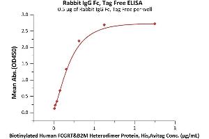 Immobilized Rabbit IgG Fc, Tag Free (ABIN6992349) at 5 μg/mL (100 μL/well) can bind Biotinylated Human FCGRT&B2M Heterodimer Protein, His,Avitag (ABIN6973064) with a linear range of 0. (IgG Fc (AA 105-323) (Active) 蛋白)