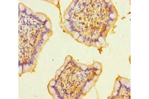 Immunohistochemistry of paraffin-embedded human small intestine tissue using ABIN7167176 at dilution of 1:100 (RASGEF1B 抗体  (AA 1-300))