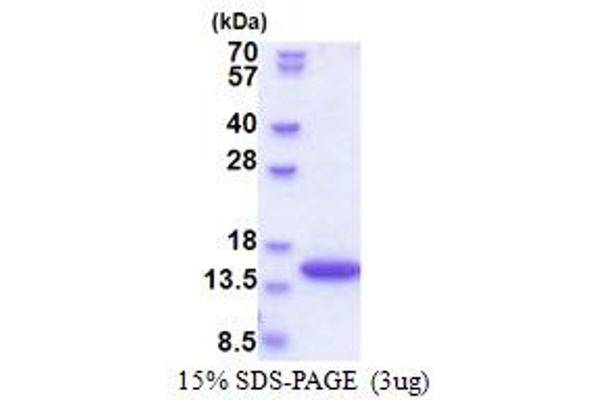 SYNJ2BP Protein (AA 1-117) (His tag)