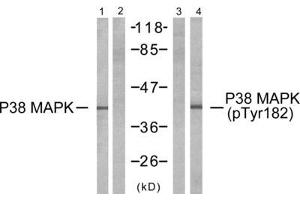 Western blot analysis of extracts from K562 cells, untreated or treated with UV, using P38 MAPK (epitope around residue 182) antibody (Line 1 and 2) and P38 MAPK (Phospho-Tyr182) antibody (Line 3 and 4). (MAPK14 抗体  (Tyr182))