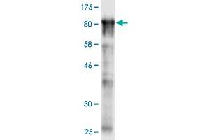 Western Blotting (WB) image for anti-Stress-Induced-phosphoprotein 1 (STIP1) (AA 1-543) antibody (ABIN524365)