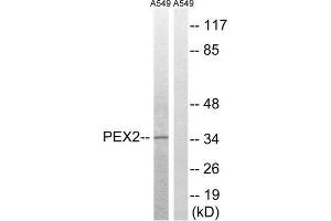Western Blotting (WB) image for anti-Peroxisomal Biogenesis Factor 2 (PEX2) (N-Term) antibody (ABIN1851797) (PEX2 抗体  (N-Term))