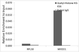 Chromatin immunoprecipitation analysis of extracts of HeLa cells, using Acetyl-Histone H3-K56 antibody (ABIN7267674) and rabbit IgG. (Histone 3 抗体  (H3K56))