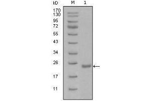 Western blot analysis using Oct4 mouse mAb against recombinant Oct4 protein with Trx tag (1). (OCT4 抗体  (AA 193-360))