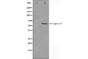 Caspase 10 抗体