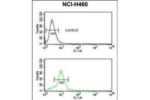 MUTYH Antibody (Center) (ABIN653106 and ABIN2842694) flow cytometric analysis of NCI- cells (bottom histogram) compared to a negative control cell (top histogram). (MUTYH 抗体  (AA 341-367))