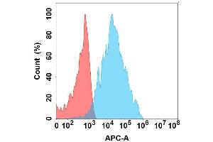 Flow cytometry analysis with Anti-B4G on Expi293 cells transfected with human B4G (Blue histogram) or Expi293 transfected with irrelevant protein (Red histogram). (B4GALT1 抗体)