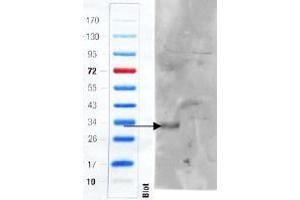 ABIN5539495 (1µg/ml) staining of Mouse Colon (wt, left lane, knock-out right lane) lysate (35µg protein in RIPA buffer). (ADGRE5 (C-Term) 抗体)