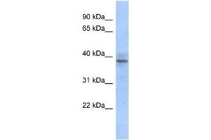 Western Blotting (WB) image for anti-Zinc Finger Protein 625 (ZNF625) antibody (ABIN2458447) (ZNF625 抗体)
