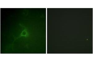 Immunofluorescence analysis of COS7 cells, using GFAP (Ab-38) Antibody. (GFAP 抗体  (AA 11-60))