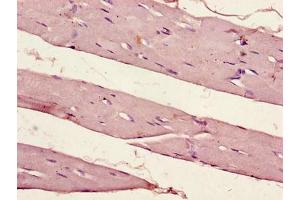 Immunohistochemistry of paraffin-embedded human skeletal muscle tissue using ABIN7162903 at dilution of 1:100 (PER1 抗体  (AA 1-294))