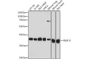 Western blot analysis of extracts of various cell lines, using VEGF-D antibody (ABIN7265969) at 1:1000 dilution. (VEGFD 抗体)