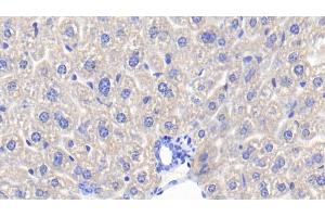 Detection of Hpt in Mouse Liver Tissue using Polyclonal Antibody to Haptoglobin (Hpt) (Haptoglobin 抗体  (AA 118-281))