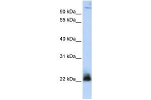 Western Blotting (WB) image for anti-Integrin beta 3 Binding Protein (Beta3-Endonexin) (ITGB3BP) antibody (ABIN2459841) (ITGB3BP 抗体)