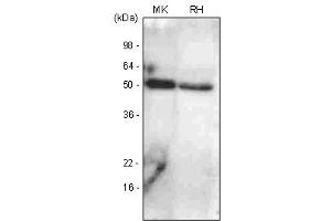 Western Blotting (WB) image for anti-Bone Morphogenetic Protein 7 (BMP7) antibody (ABIN361016) (BMP7 抗体)