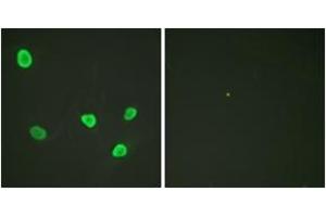 Immunofluorescence analysis of HeLa cells, using Histone H2B (Ab-12) Antibody. (Histone H2B 抗体  (AA 10-59))