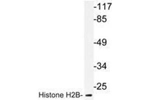 Western blot analysis of Histone H2B antibody in extracts from COS7 cells. (Histone H2B 抗体)