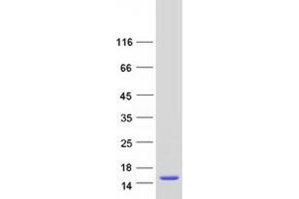 Banf2 Protein (Transcript Variant 1) (Myc-DYKDDDDK Tag)