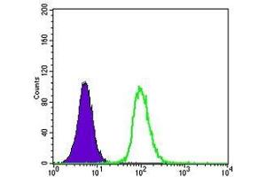 FC analysis of K562 cells using GSTP1 antibody (green) and negative control (purple). (GSTP1 抗体)