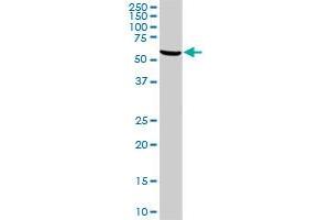 Western Blotting (WB) image for anti-Stress-Induced-phosphoprotein 1 (STIP1) (AA 445-543) antibody (ABIN564757)