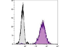 DBA/2 mouse mastocytoma cell line P815 and mB7. (CD80 抗体  (PE))