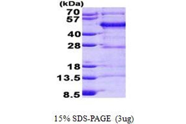 FBLIM1 Protein (AA 1-373) (His tag)