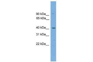 WBP4 antibody used at 0. (WBP4 抗体  (N-Term))