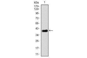 Image no. 1 for anti-delta-Like 4 (DLL4) antibody (ABIN1497856) (DLL4 抗体)