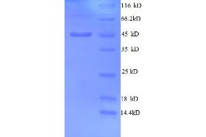 SDS-PAGE (SDS) image for Golgi Membrane Protein 1 (GOLM1) (AA 36-401), (partial) protein (His tag) (ABIN5712748) (GOLM1 Protein (AA 36-401, partial) (His tag))