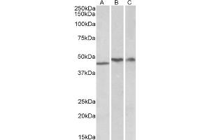 Image no. 1 for anti-TAR DNA Binding Protein (TARDBP) (Internal Region) antibody (ABIN375078) (TARDBP 抗体  (Internal Region))