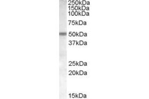 Western Blotting (WB) image for anti-Family with Sequence Similarity 25, Member A (FAM25A) (N-Term) antibody (ABIN2156849) (FAM25A 抗体  (N-Term))
