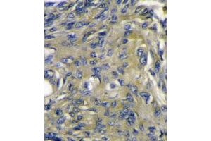 VEGFD (VEGF4) Antibody (C-term) B immunohistochemistry analysis in formalin fixed and paraffin embedded mouse heart tissue followed by peroxidase conjugation of the secondary antibody and DAB staining. (VEGFD (VEGF4) (AA 322-352), (C-Term) 抗体)