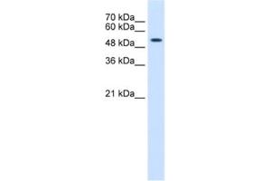 Western Blotting (WB) image for anti-Keratin 8 (KRT8) antibody (ABIN2462515) (KRT8 抗体)