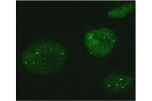 Immunofluorescence (IF) image for anti-MORC Family CW-Type Zinc Finger 3 (MORC3) antibody (ABIN1449250) (MORC3 抗体)