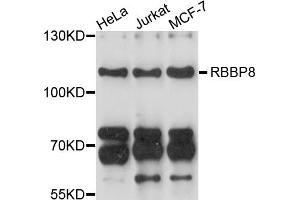 Western blot analysis of extracts of various cell lines, using RBBP8 antibody (ABIN4904964) at 1:1000 dilution. (Retinoblastoma Binding Protein 8 抗体)